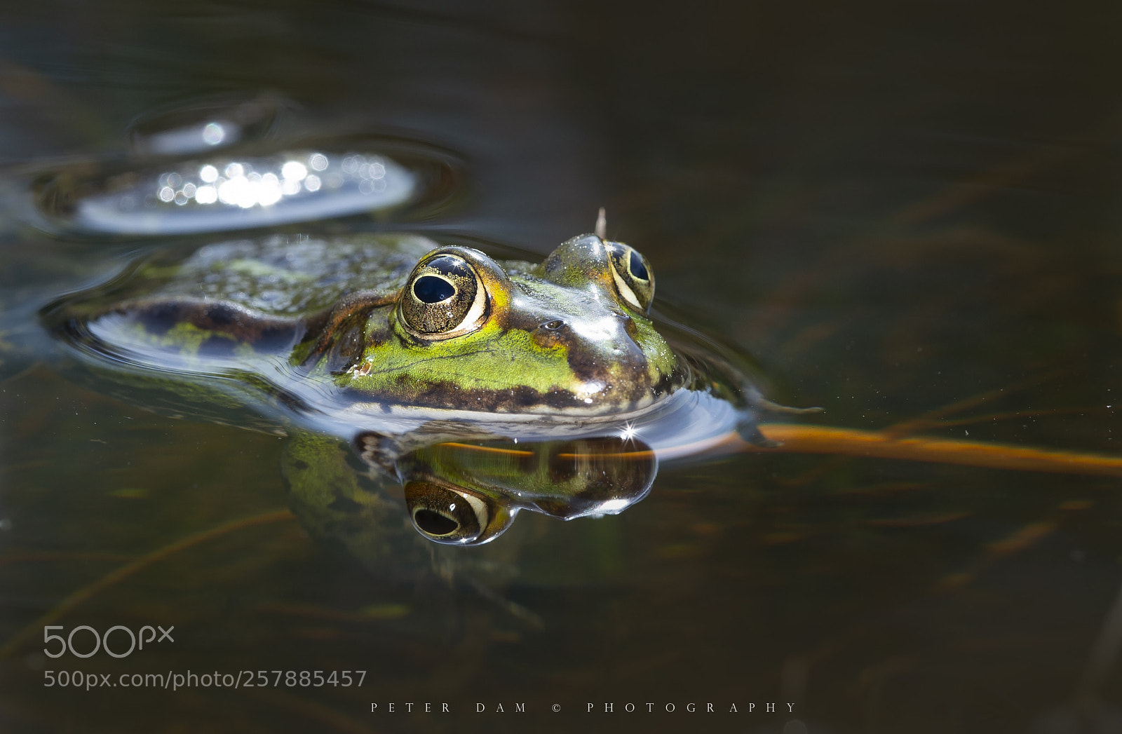 Canon EOS-1D X sample photo. The edible frog photography