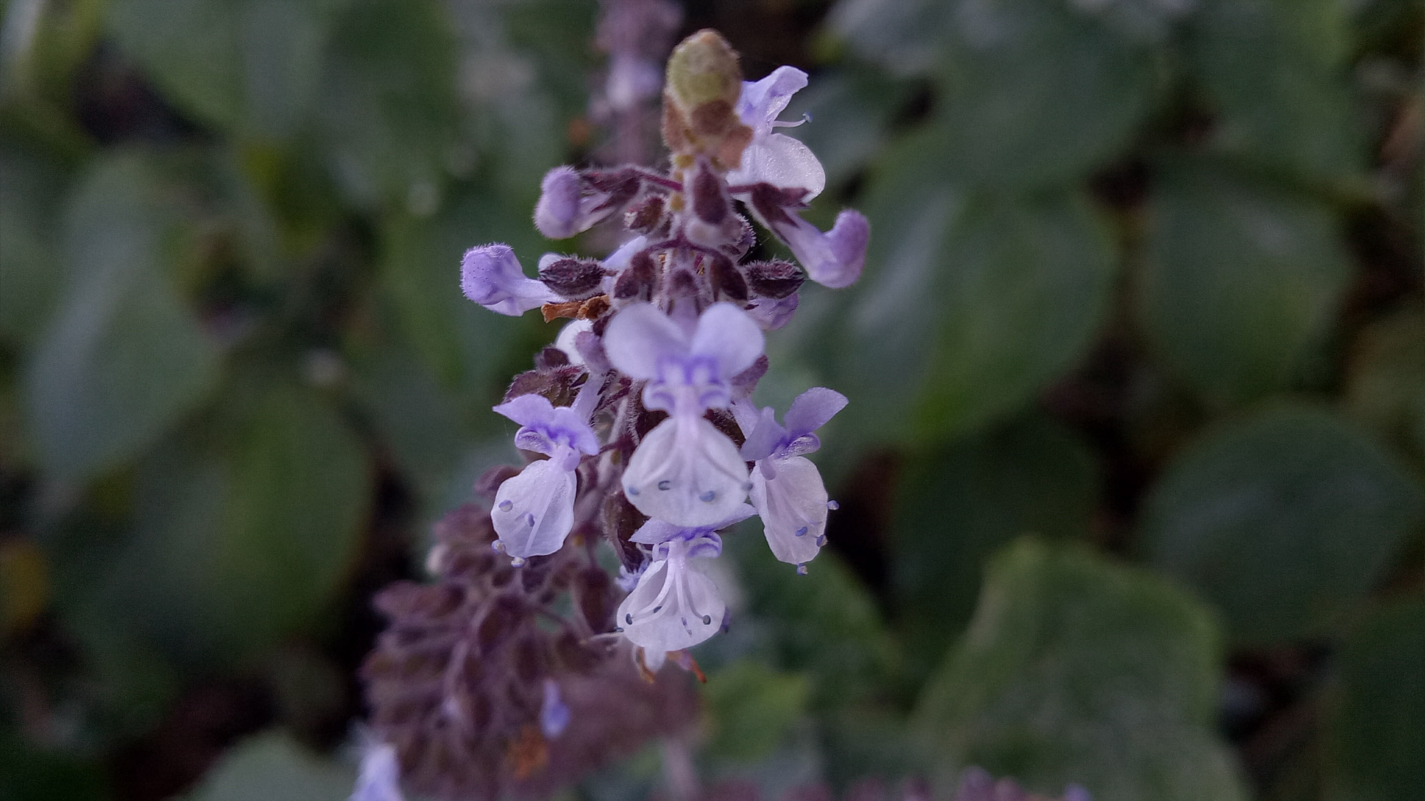 OPPO A1601 sample photo. Greens and violets  photography