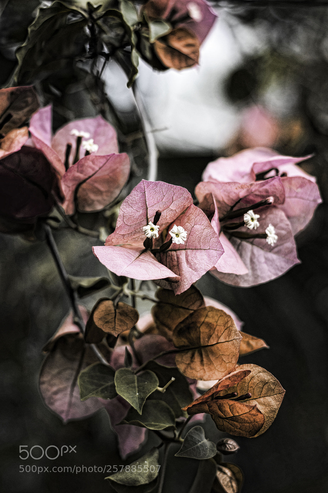 Canon EOS 70D sample photo. Dark beauty photography