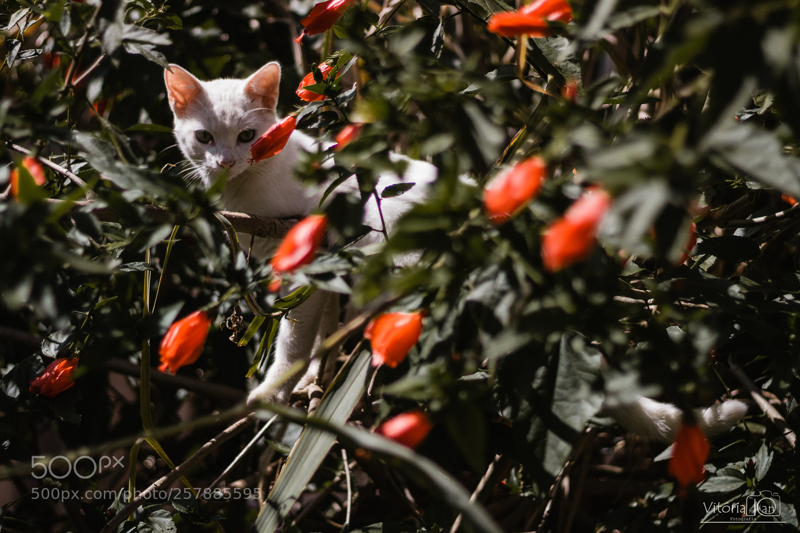 Canon EOS 1200D (EOS Rebel T5 / EOS Kiss X70 / EOS Hi) sample photo. Cat on tree photography