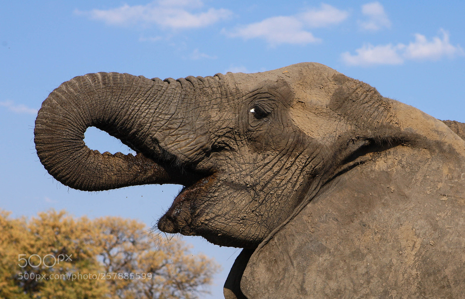 Canon EOS-1Ds Mark III sample photo. Elephant photography