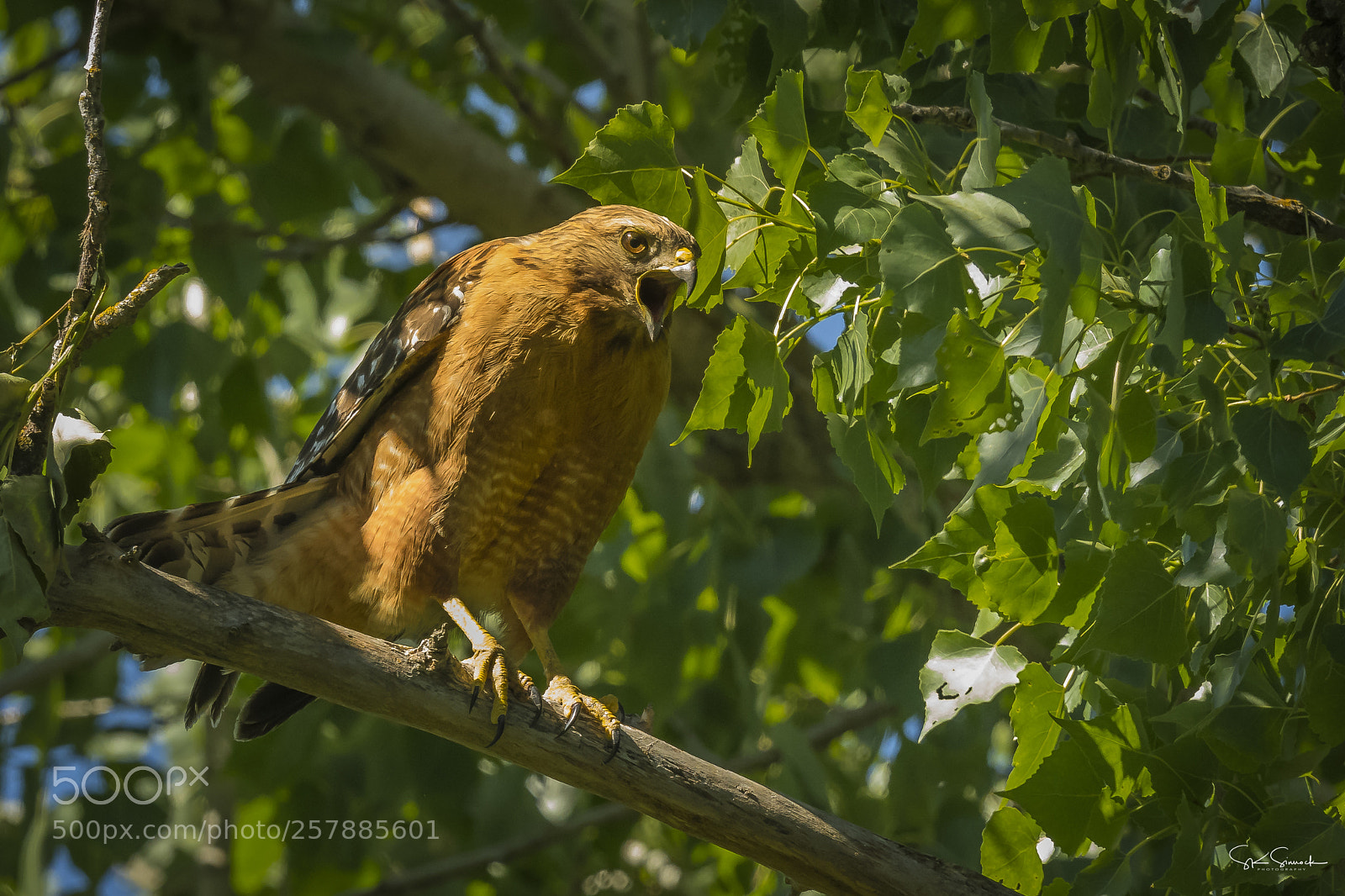 Nikon D850 sample photo. Red should;dered hawk photography