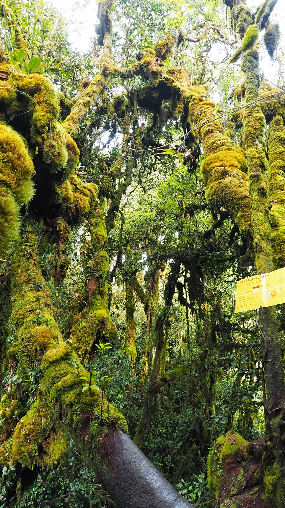 Olympus PEN E-PL7 sample photo. Mossy forest photography