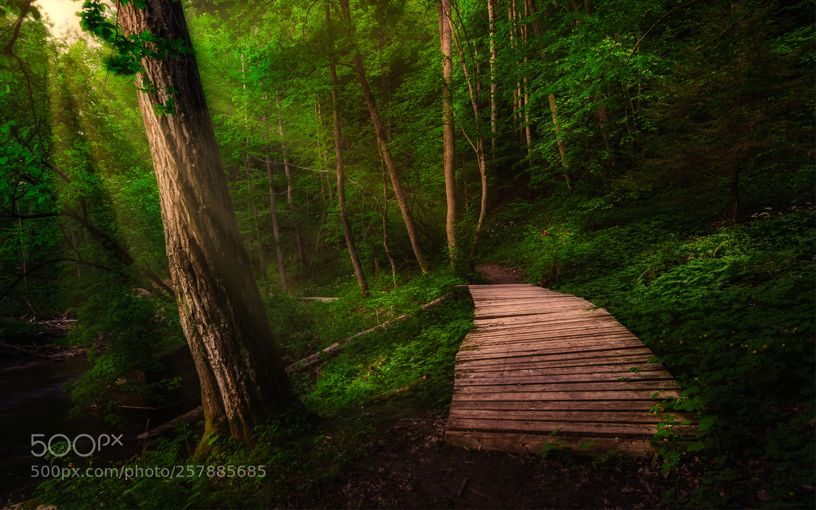 Nikon D700 sample photo. In the woods photography