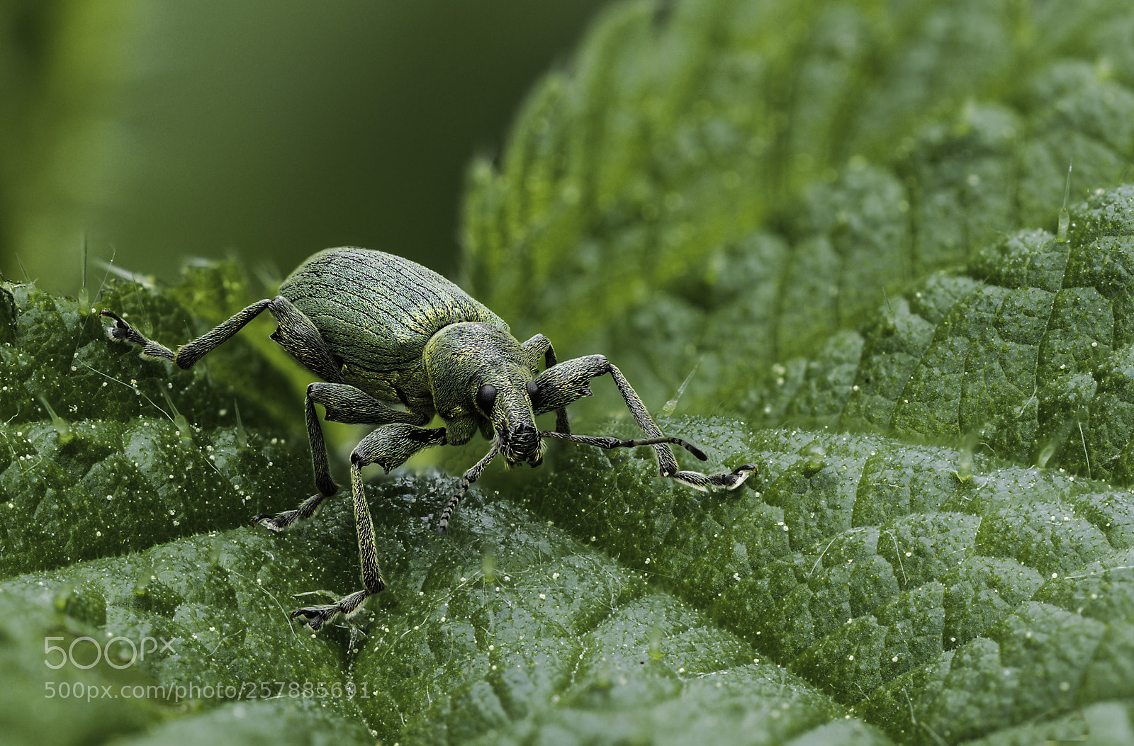Olympus OM-D E-M1 Mark II sample photo. Curculionidae photography