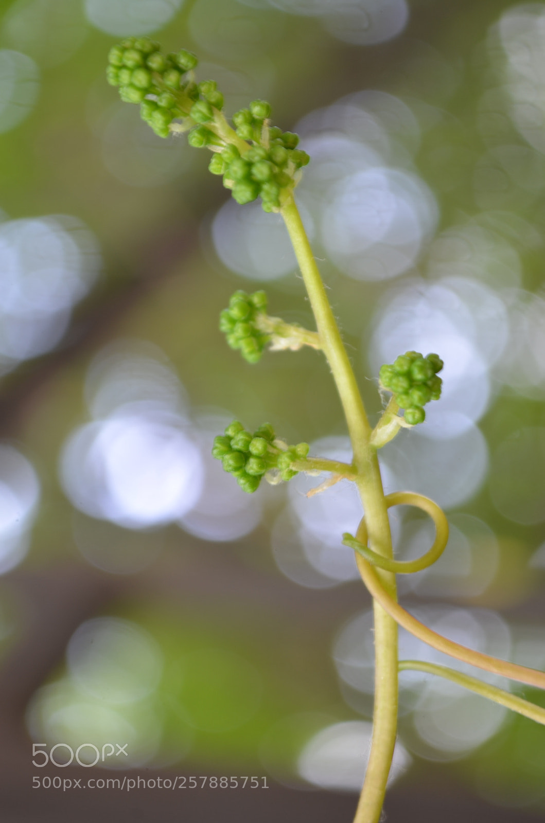 Nikon D5100 sample photo. Gotcha photography