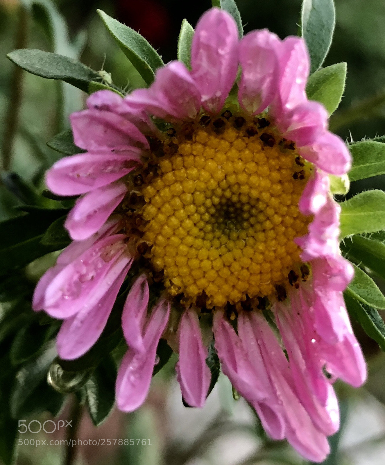 Apple iPhone 8 Plus sample photo. An aphid and the photography