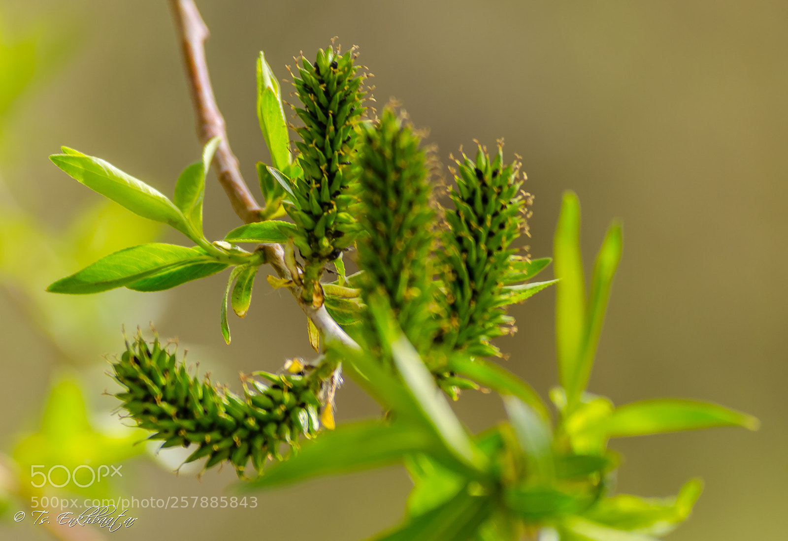 Nikon D5100 sample photo. Spring time.... photography