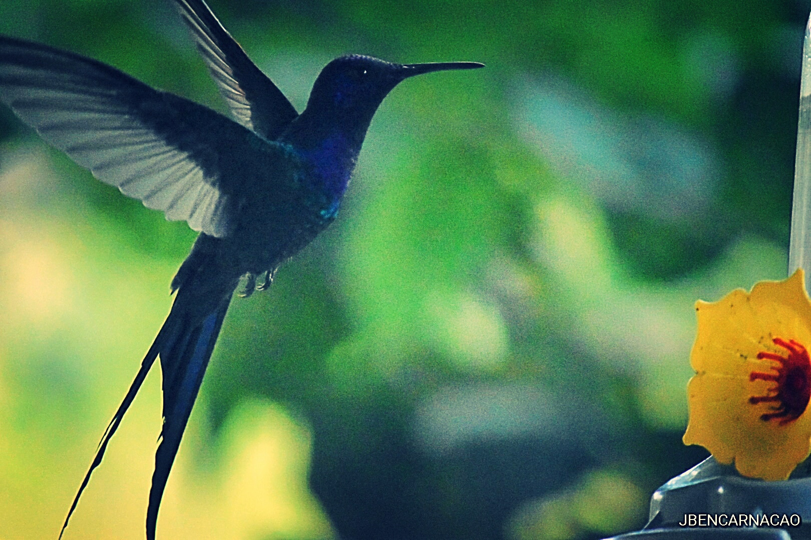 Nikon D5600 sample photo. Hummingbird photography