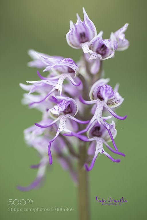 Nikon D610 sample photo. Orquis del simi photography