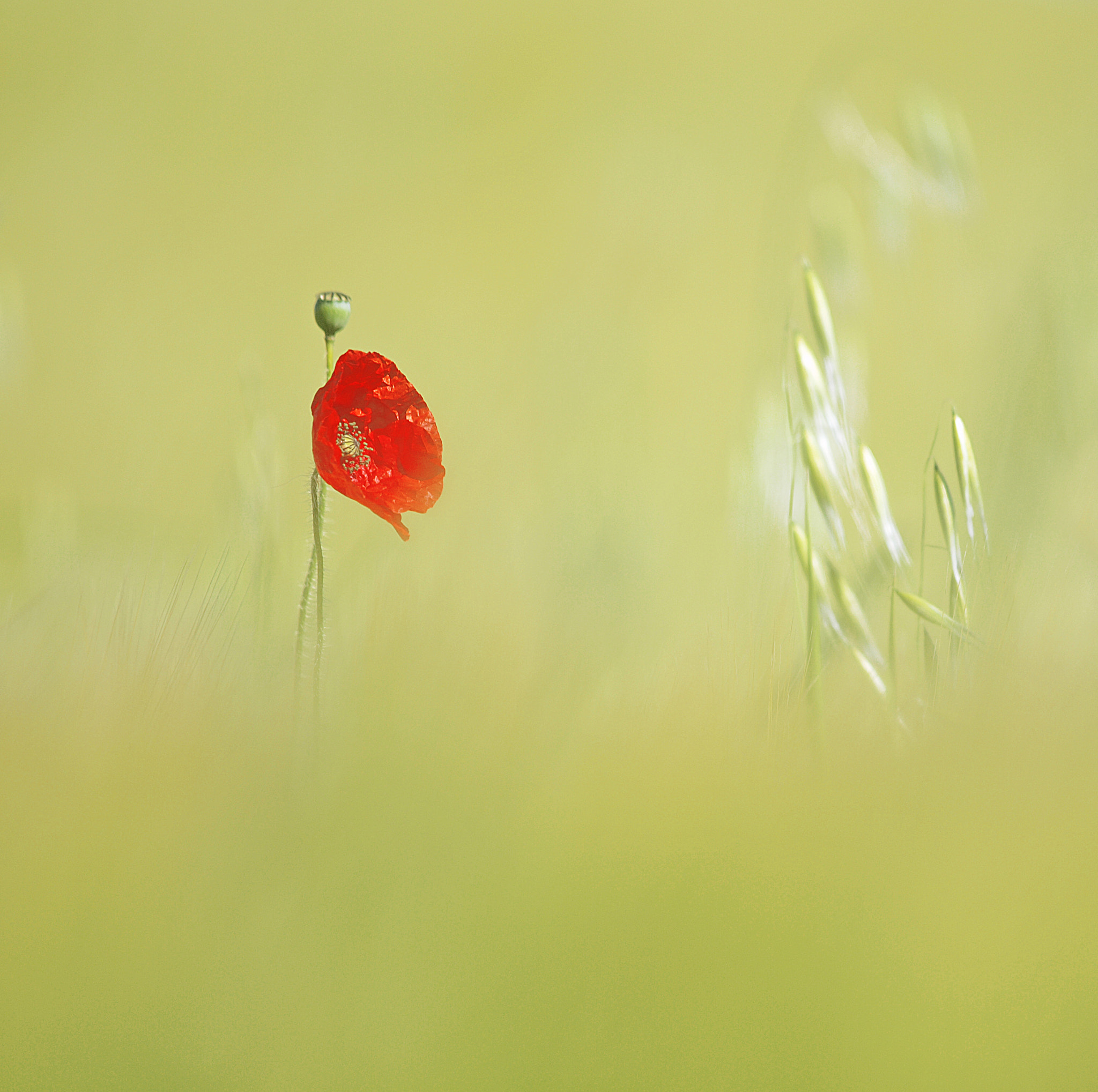 Olympus E-30 sample photo. Tiempo de amapolas photography