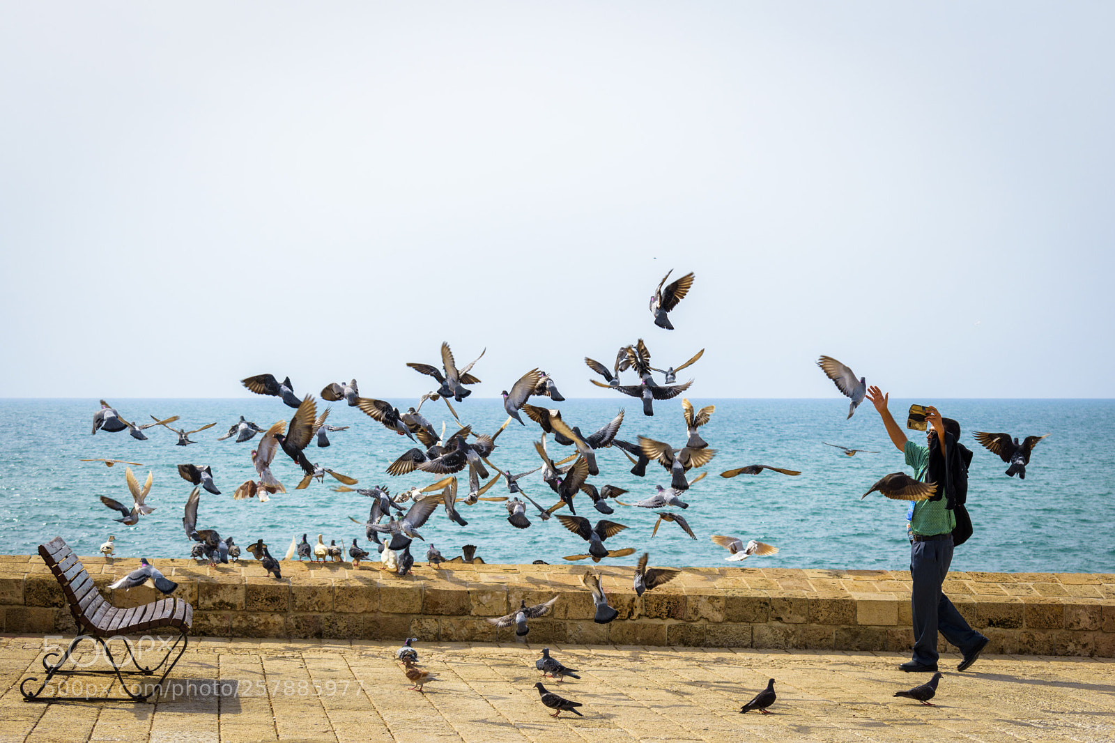 Nikon D5600 sample photo. Pigeons in the prison photography