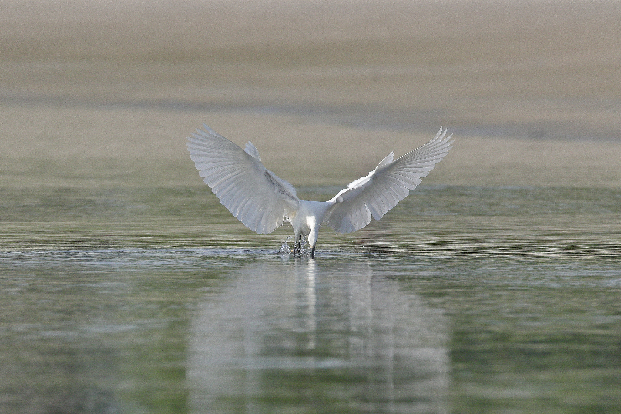 Canon EOS 7D Mark II sample photo. Heron 7i2a1817 photography