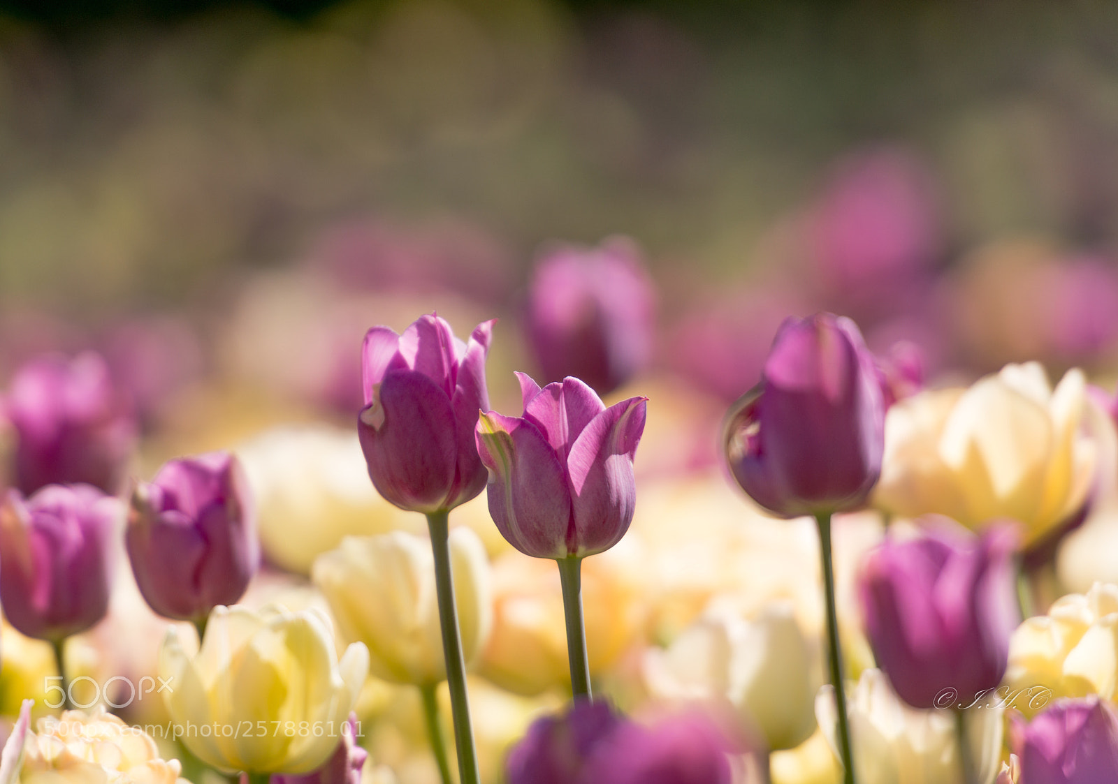 Nikon D800 sample photo. 盛开 photography