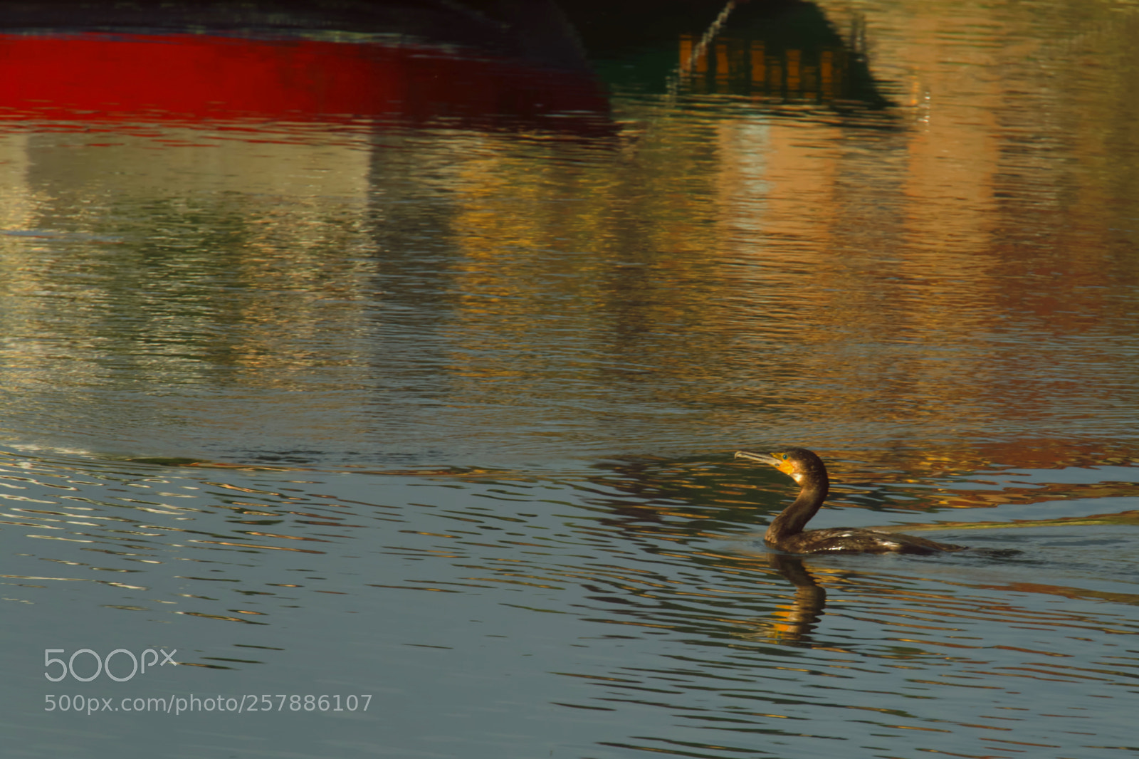Nikon D610 sample photo. River reflections with cormorant photography