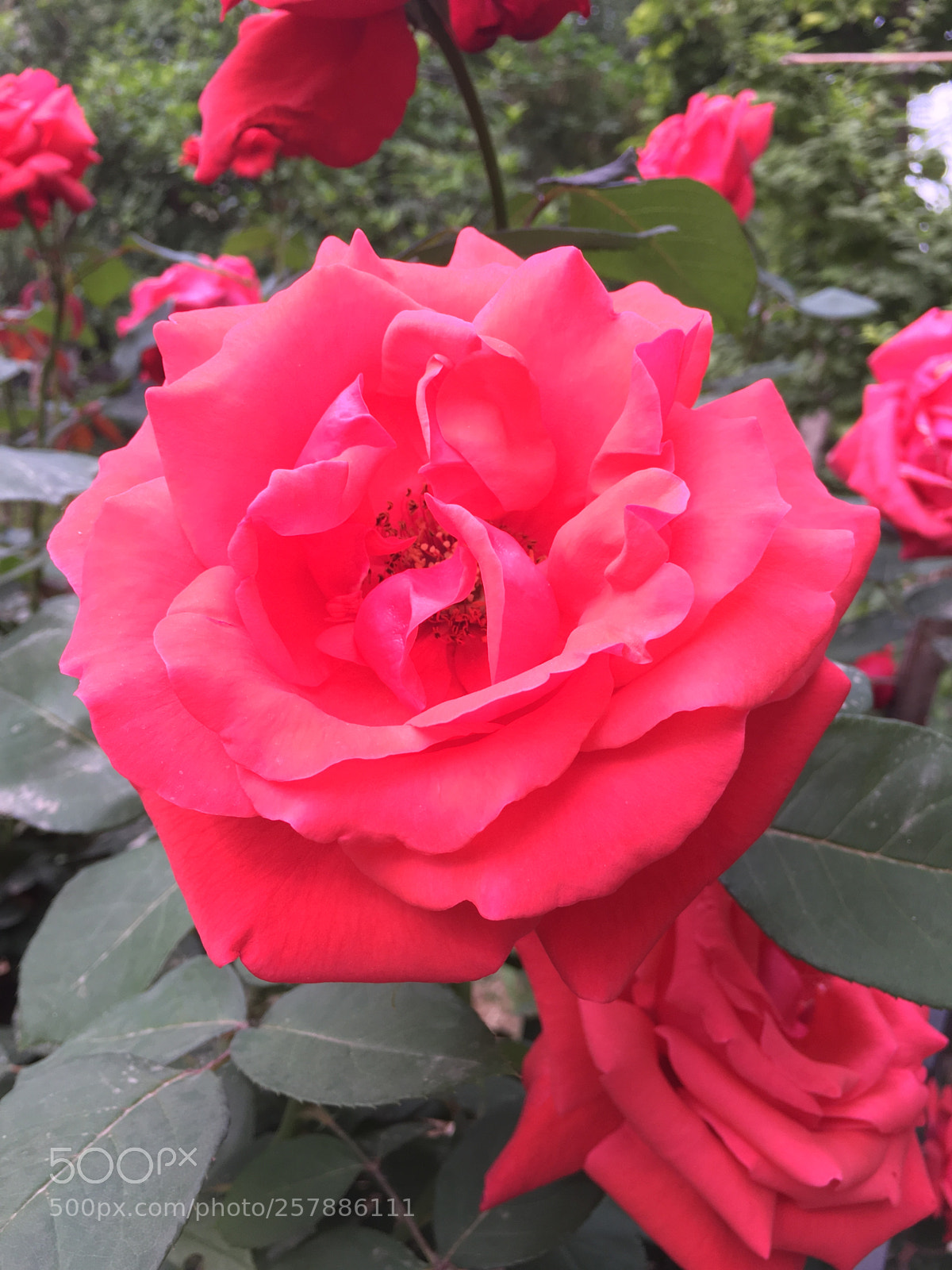Apple iPhone 6s sample photo. Untitled photography