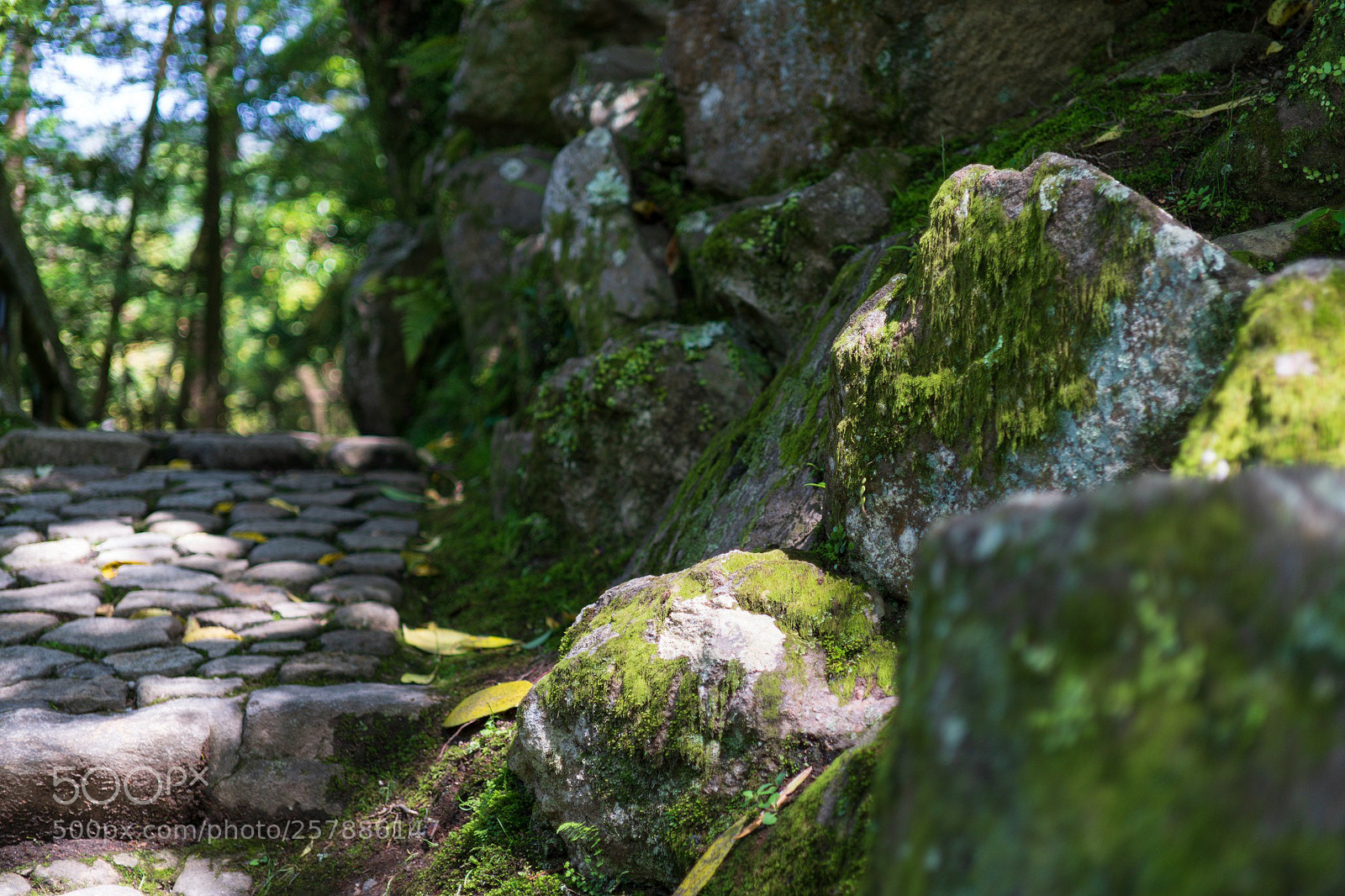 Sony a6300 sample photo. Isuien garden photography