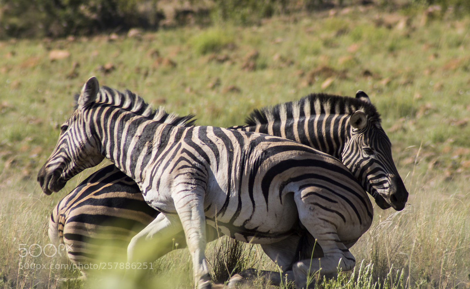 Canon EOS 7D Mark II sample photo. Fighting zebras photography