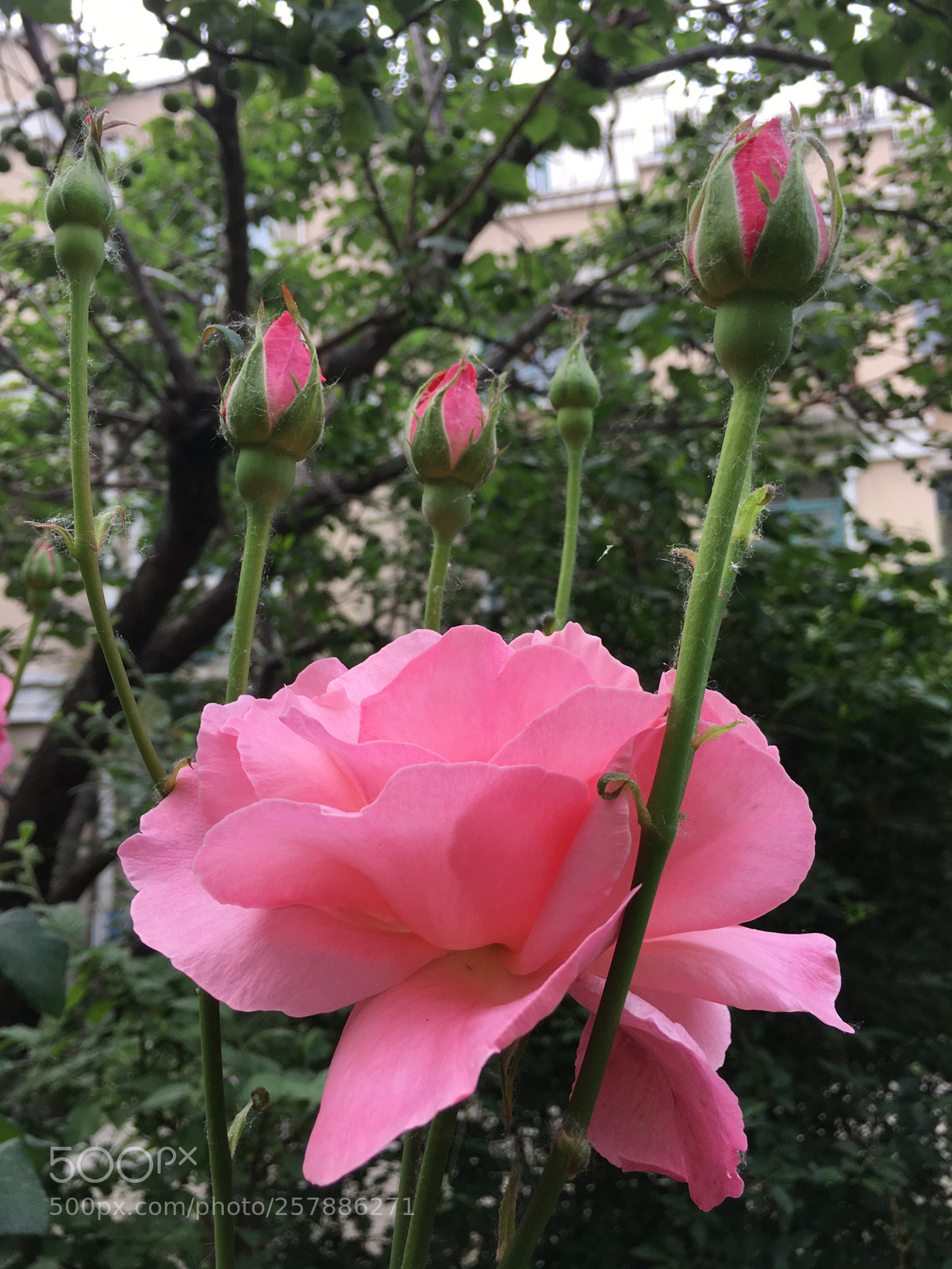 Apple iPhone 6s sample photo. Untitled photography
