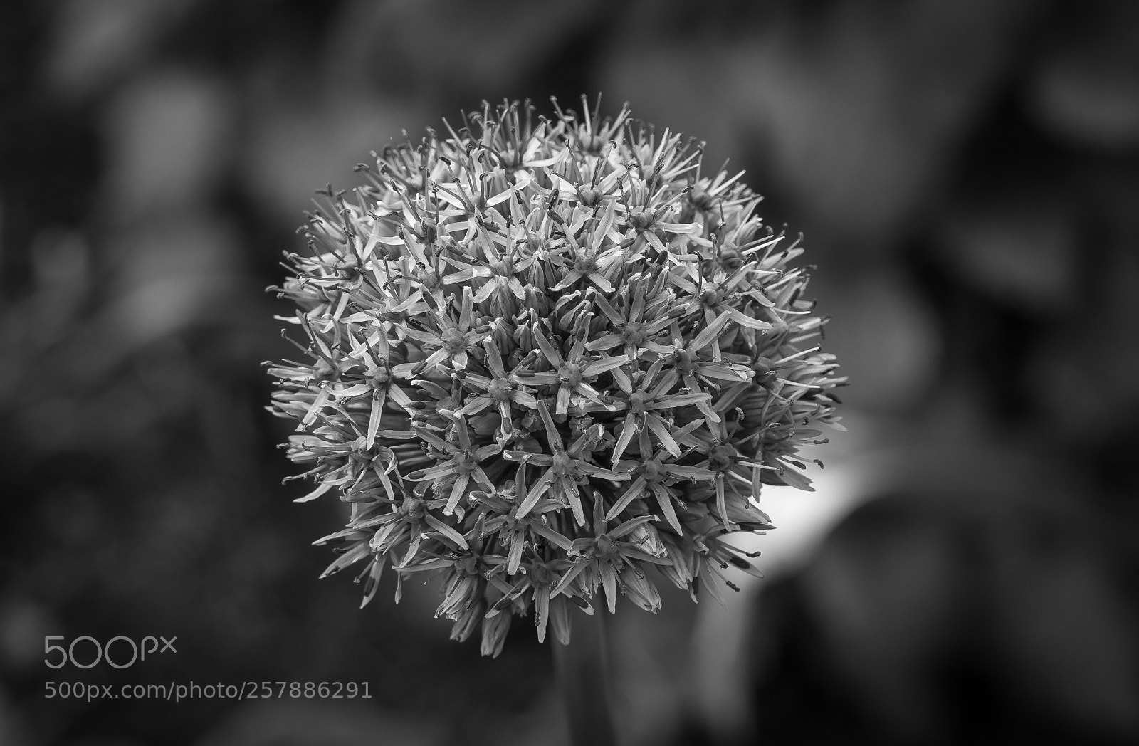 Sony a7 sample photo. Flower photography