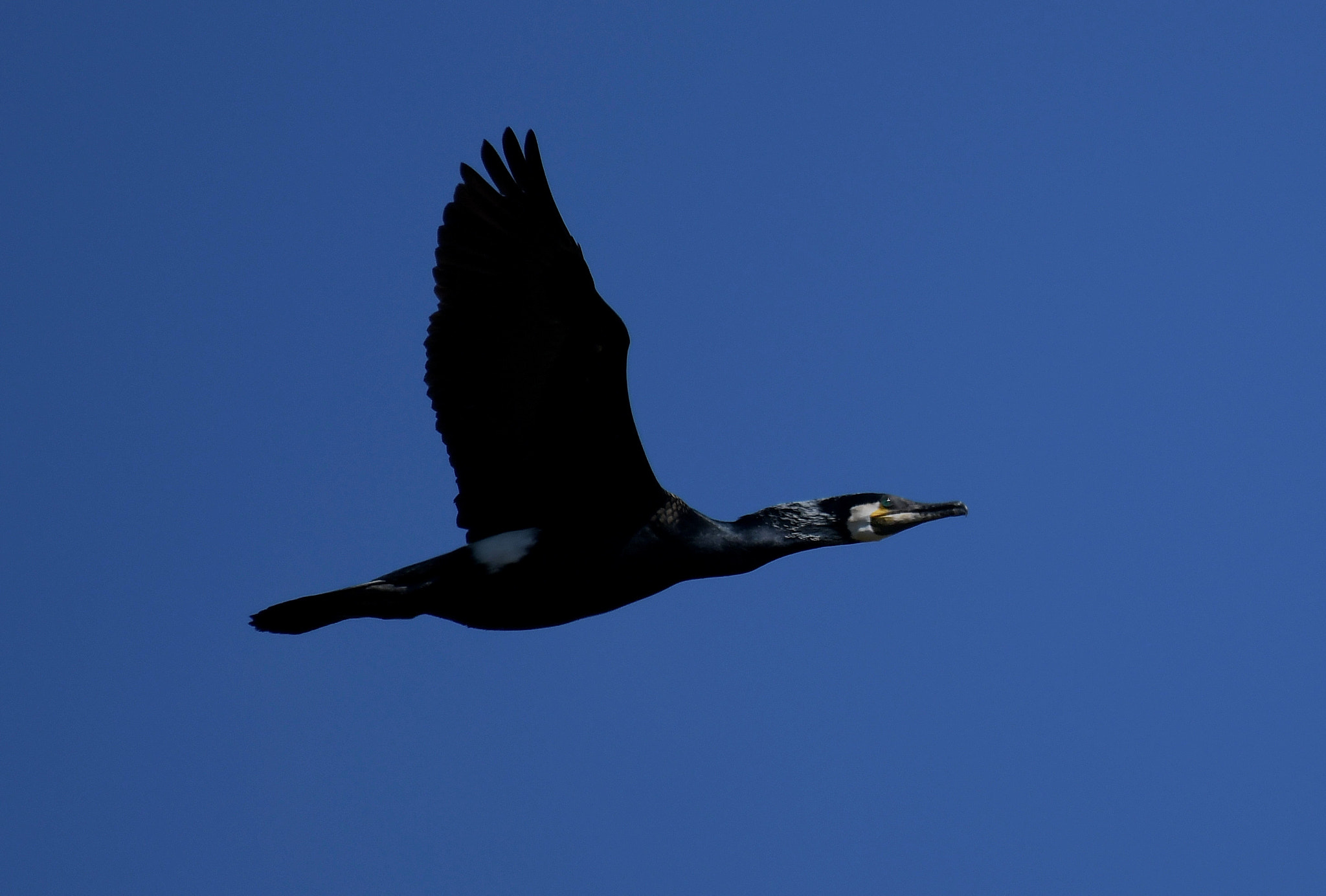 Nikon AF-S Nikkor 200-500mm F5.6E ED VR sample photo. Cormorant photography