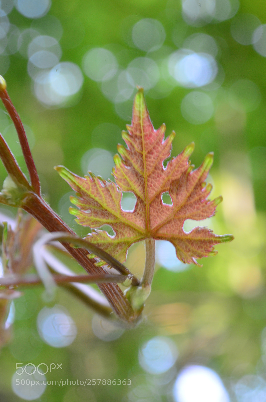 Nikon D5100 sample photo. Young & beautiful photography