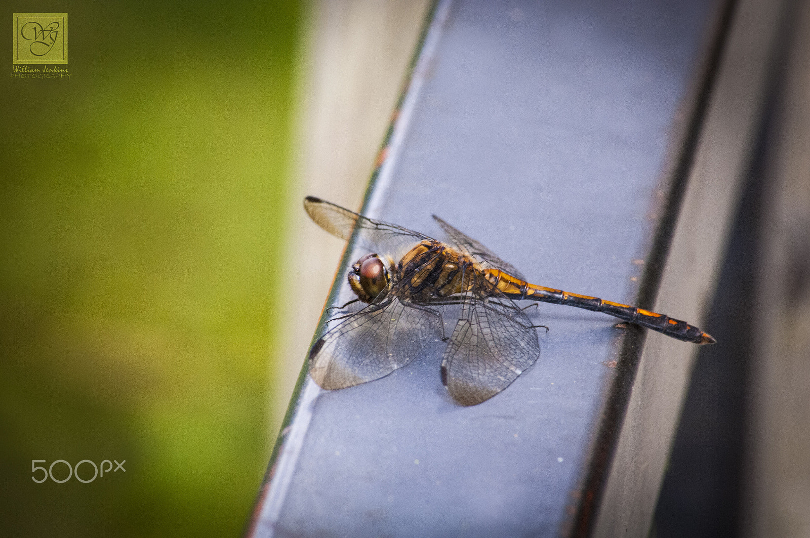 Nikon D2Xs sample photo. Wjp dragon fly photography