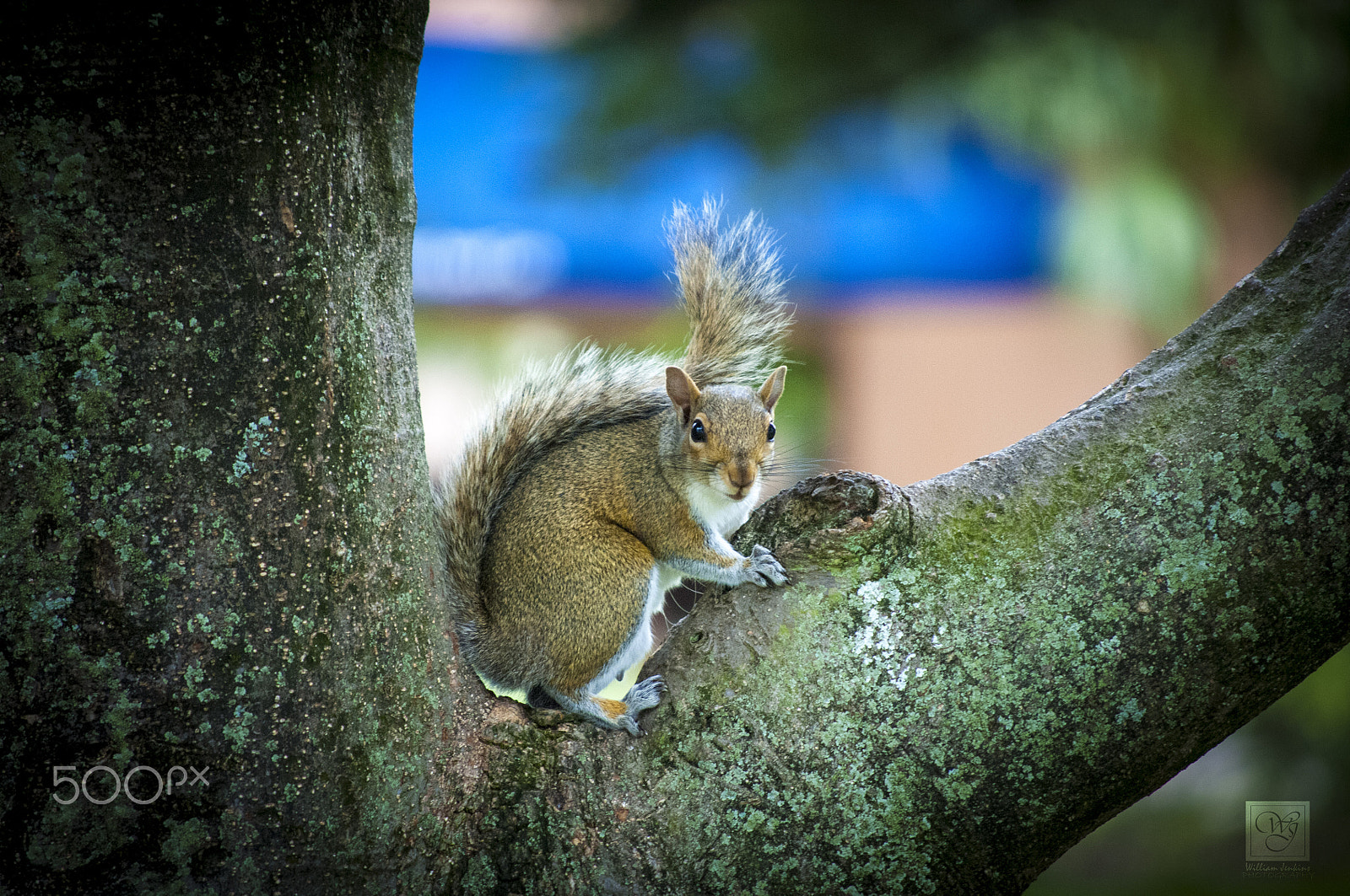 Nikon D2Xs sample photo. Wjp squirrel photography