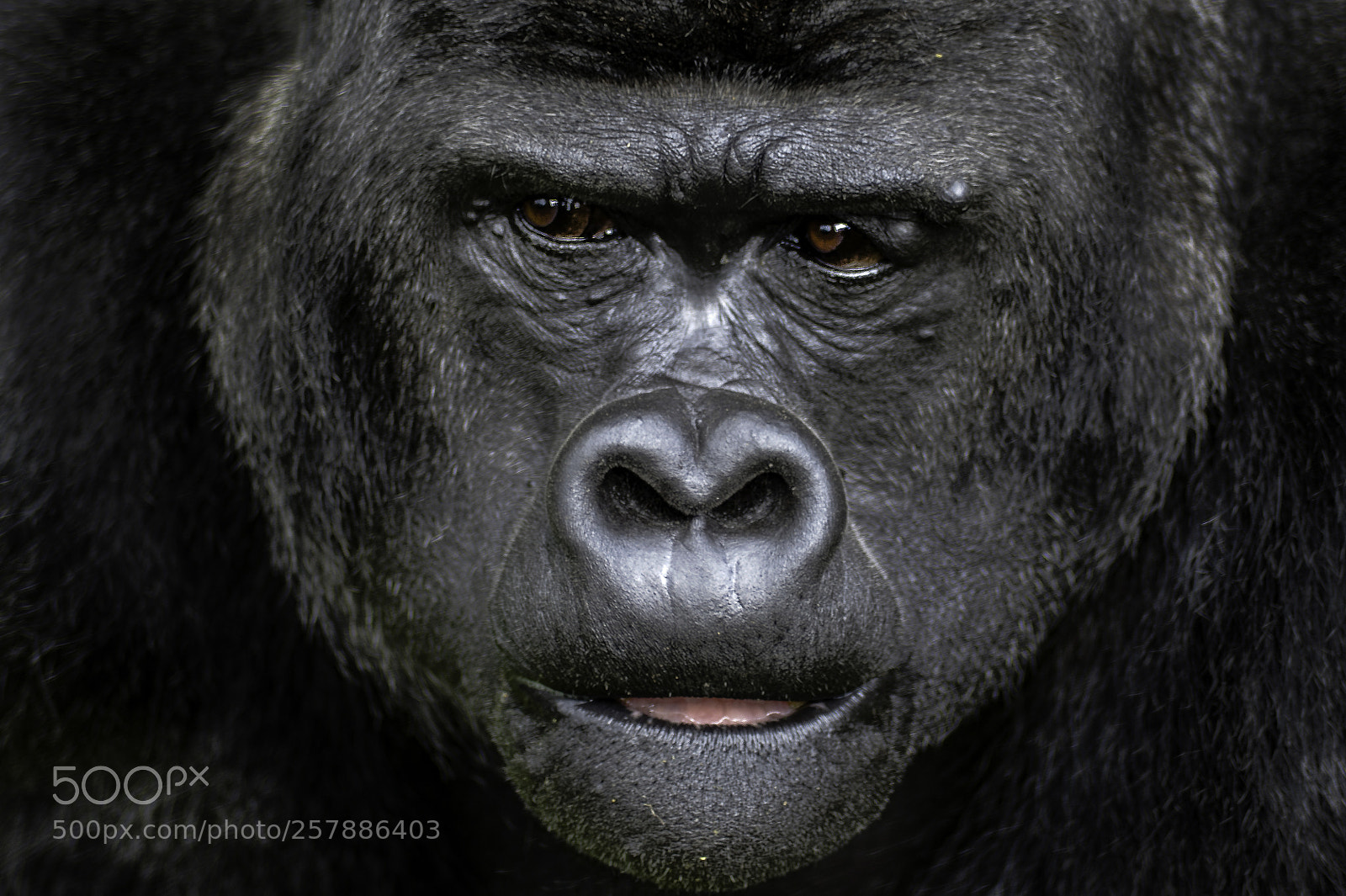 Nikon D700 sample photo. Gorilla series photography