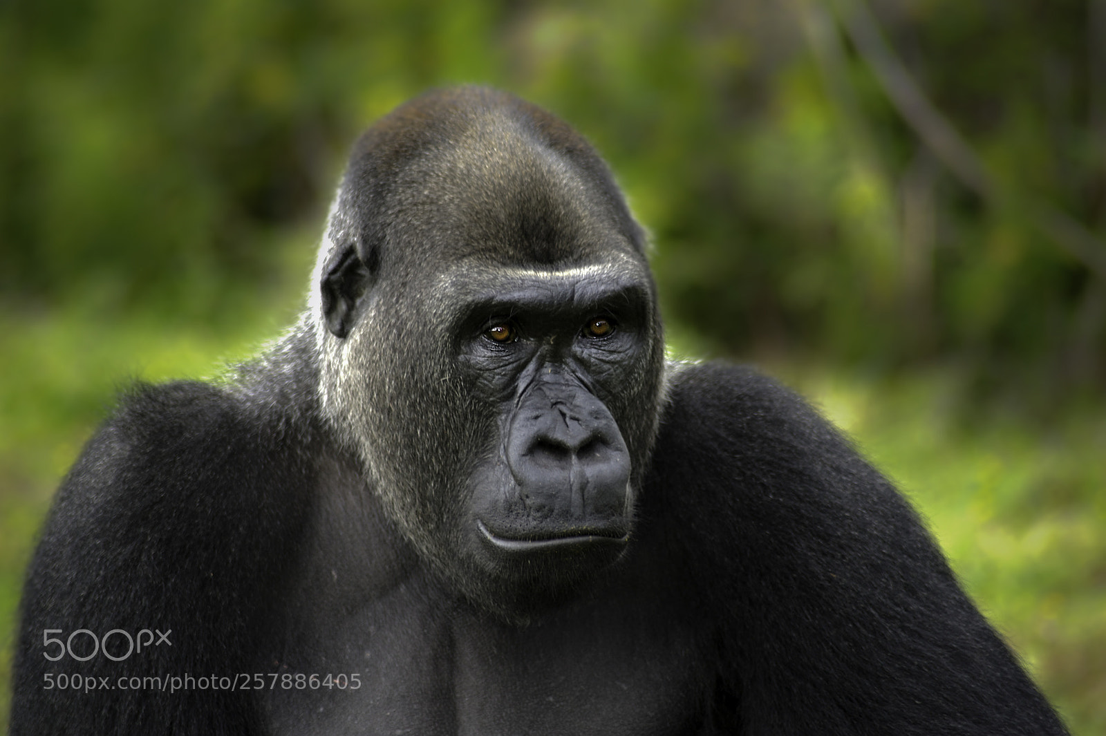 Nikon D700 sample photo. Gorilla series photography