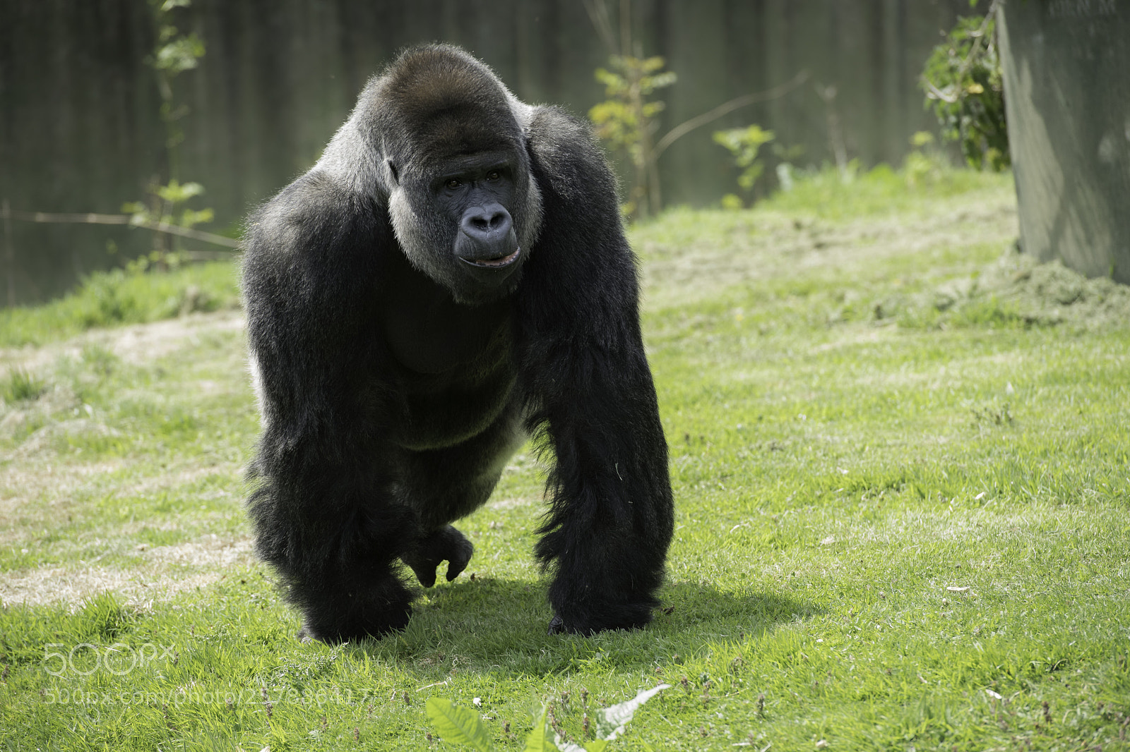 Nikon D5 sample photo. Gorilla series photography