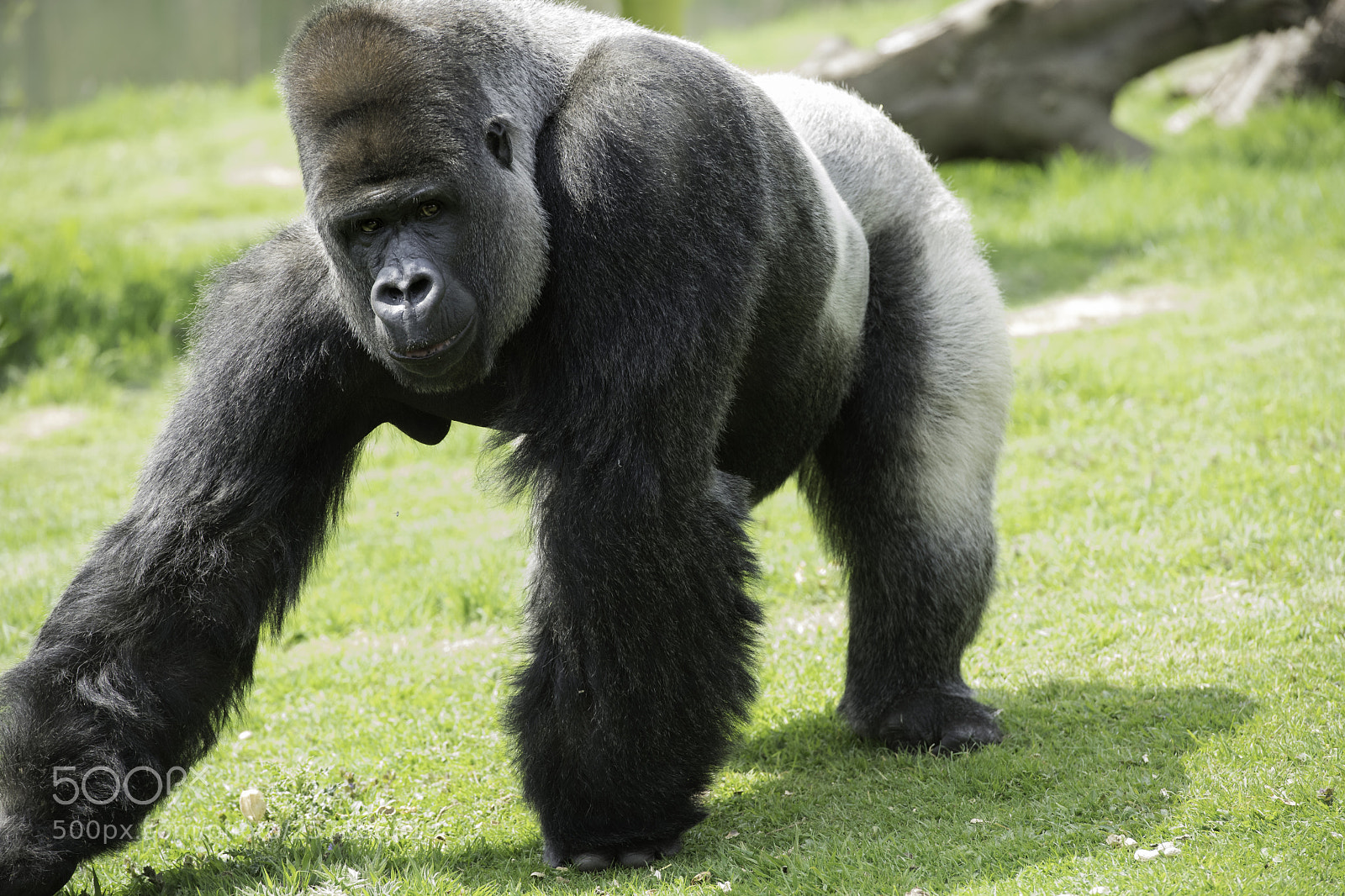 Nikon D5 sample photo. Gorilla series photography
