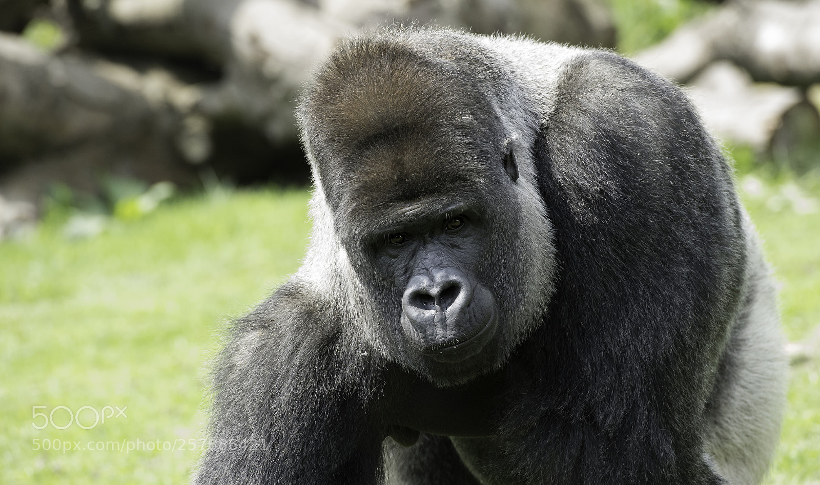 Nikon D5 sample photo. Gorilla series photography