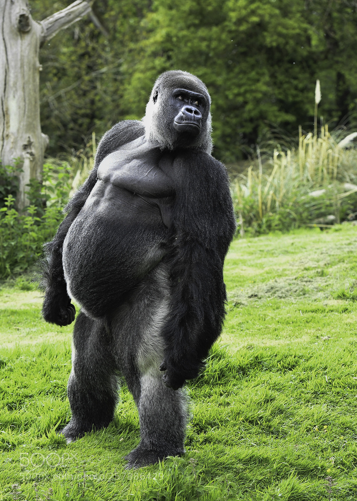 Nikon D5 sample photo. Gorilla series photography