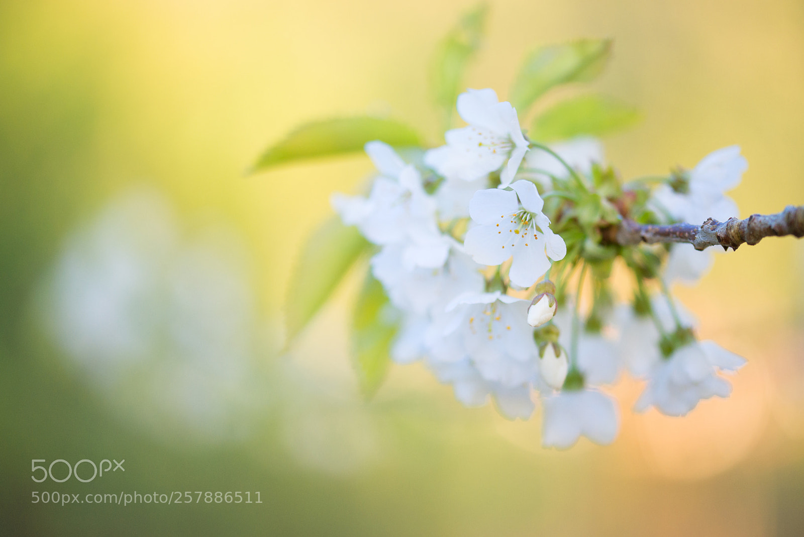 Nikon D610 sample photo. Colours of spring photography