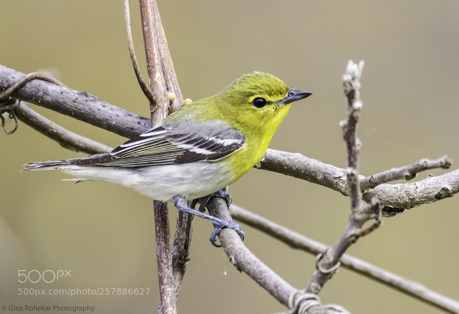 Nikon D850 sample photo. Yellow-throated vireo photography