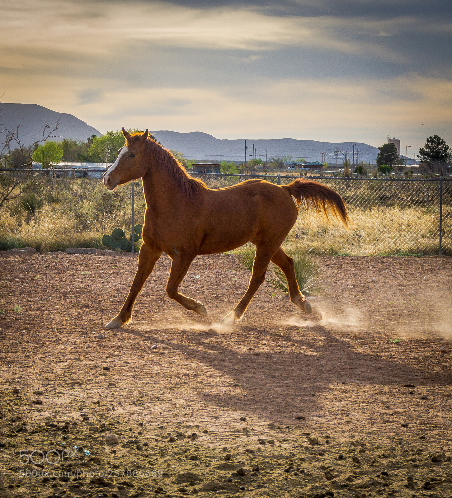 Sony SLT-A65 (SLT-A65V) sample photo. Canelo photography