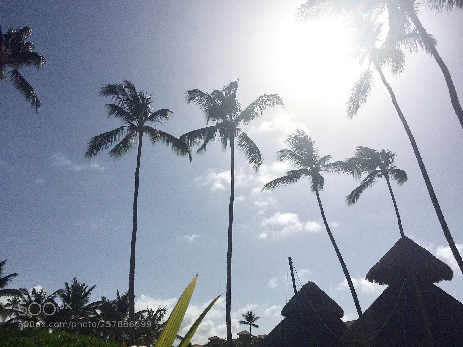 Apple iPhone 6 sample photo. Palm leaf life photography