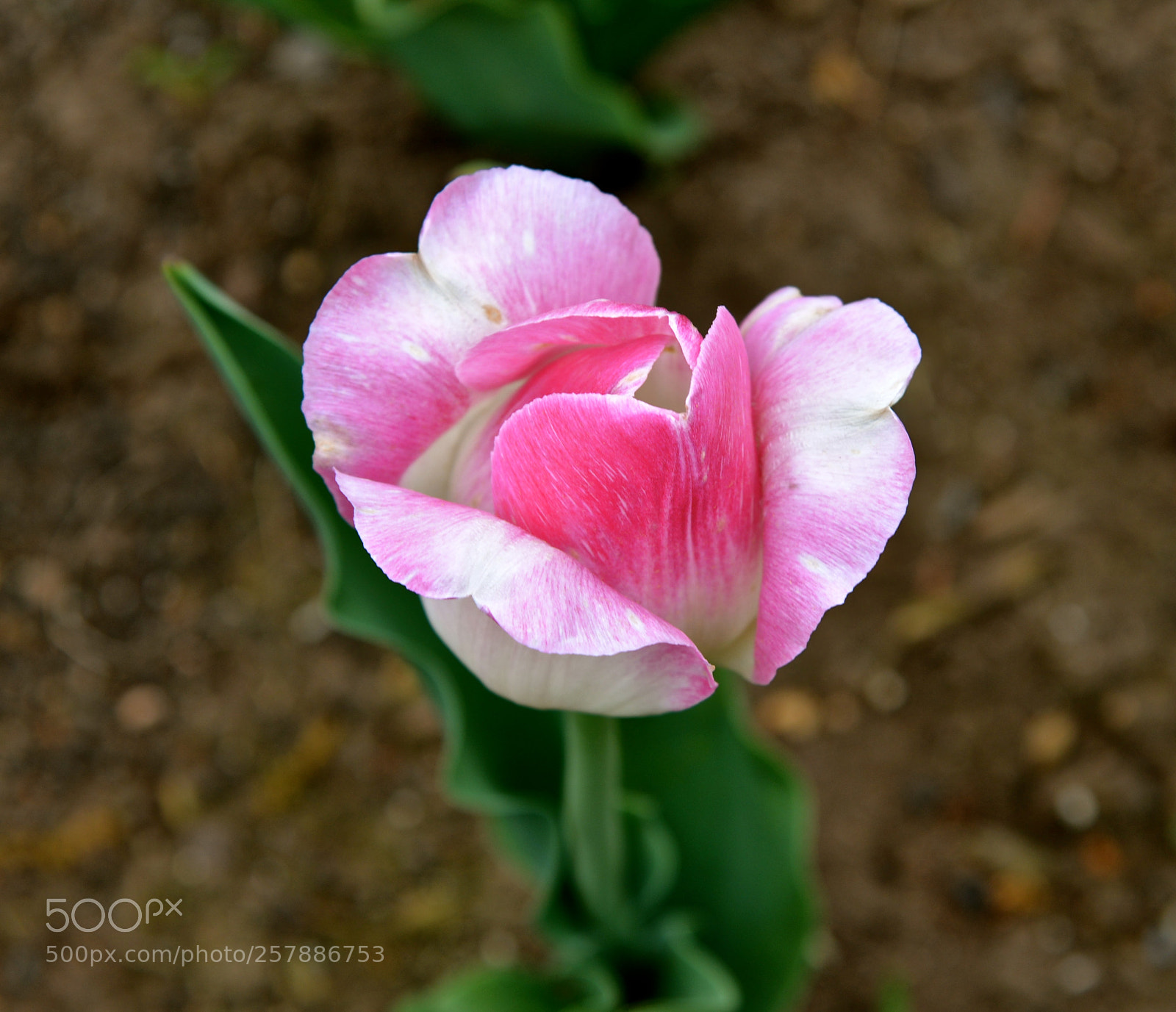 Nikon D600 sample photo. Pink tulip photography