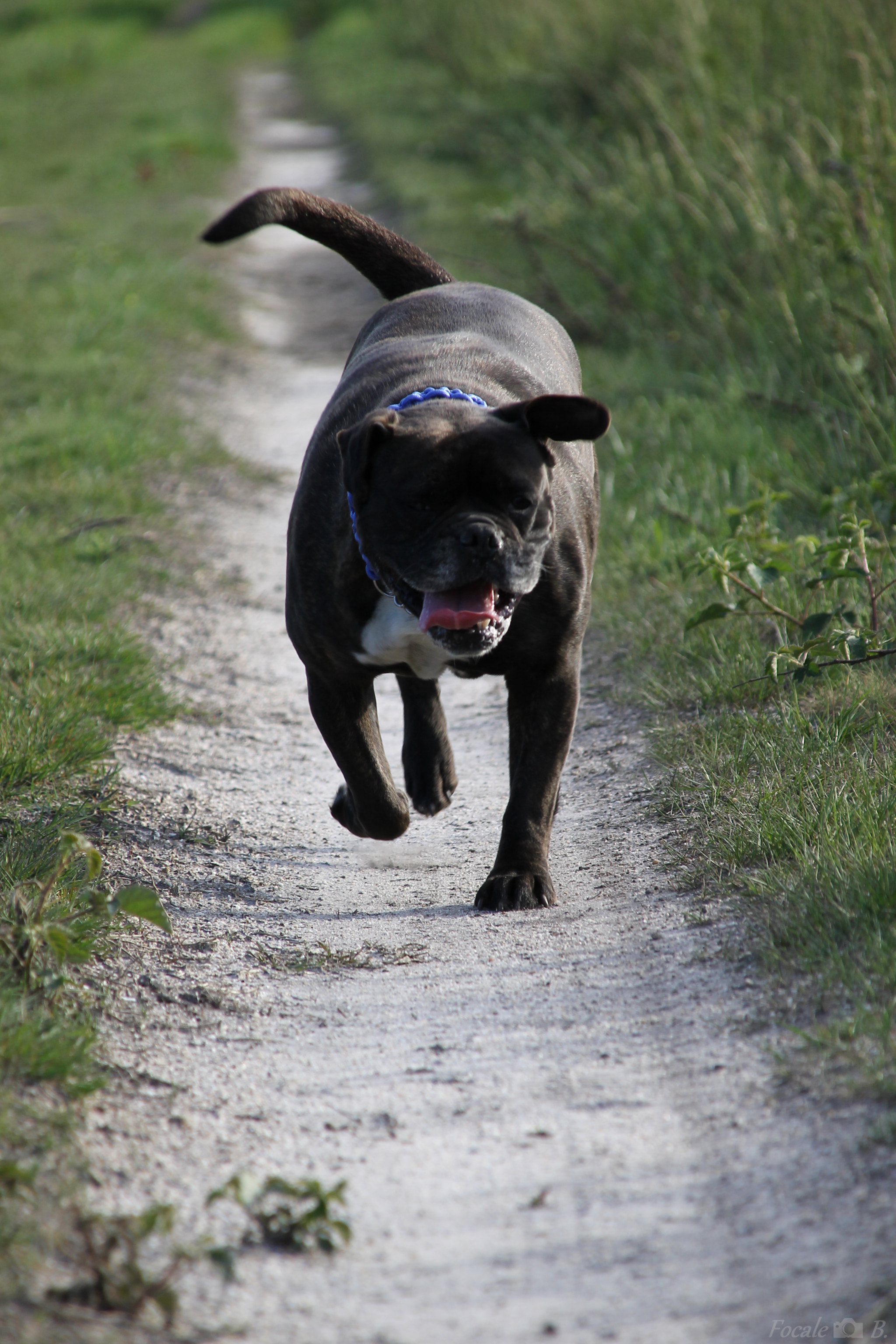 Canon EOS 1100D (EOS Rebel T3 / EOS Kiss X50) + Canon TS-E 90mm F2.8 Tilt-Shift sample photo. Running dog photography