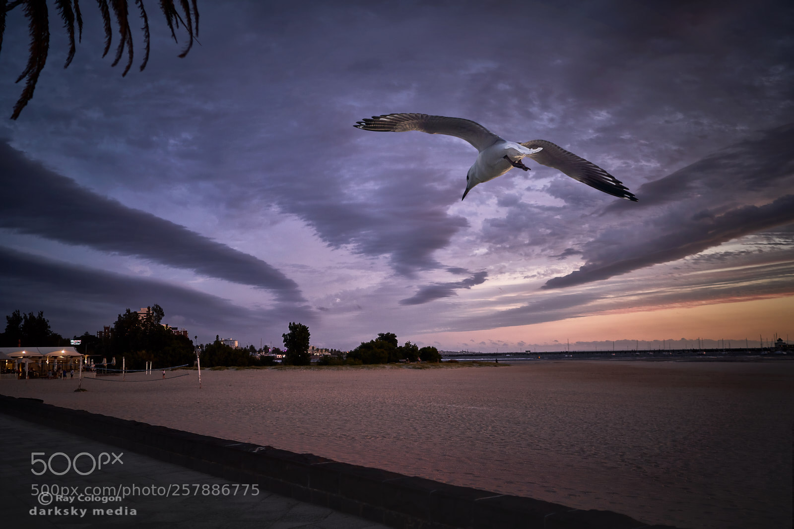 Sony a7R III sample photo. Catch the wind photography