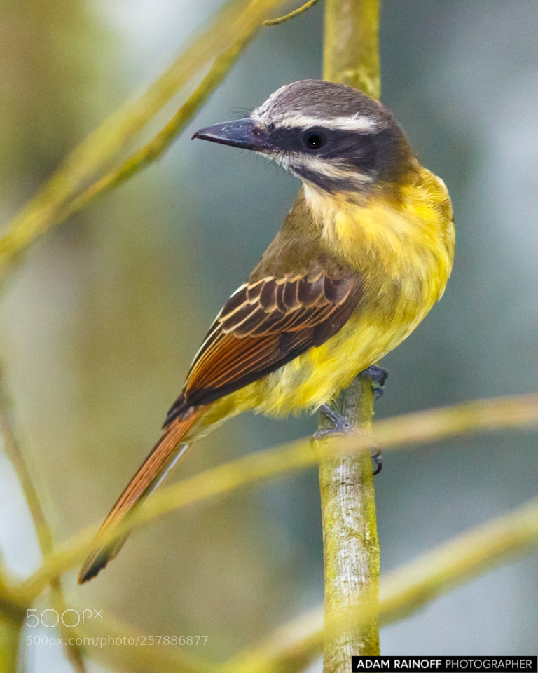 Canon EOS 70D sample photo. Juvenile golden crowned flycatcher photography