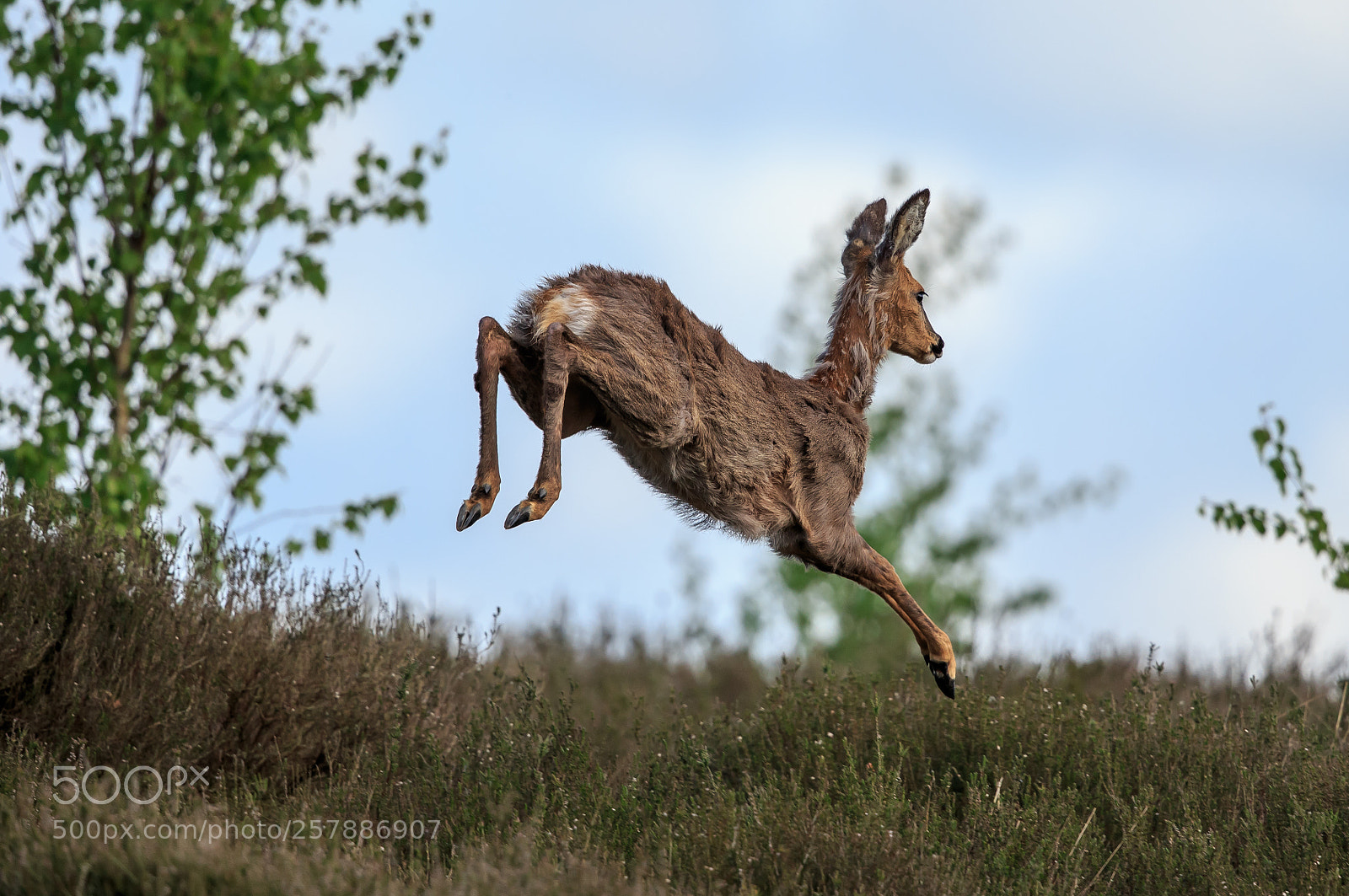 Canon EOS-1D X sample photo. A roe deer leaping photography