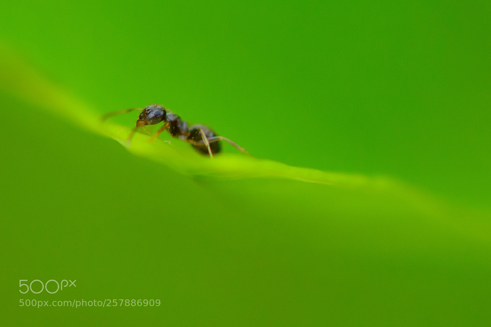Nikon D7100 sample photo. Ant photography