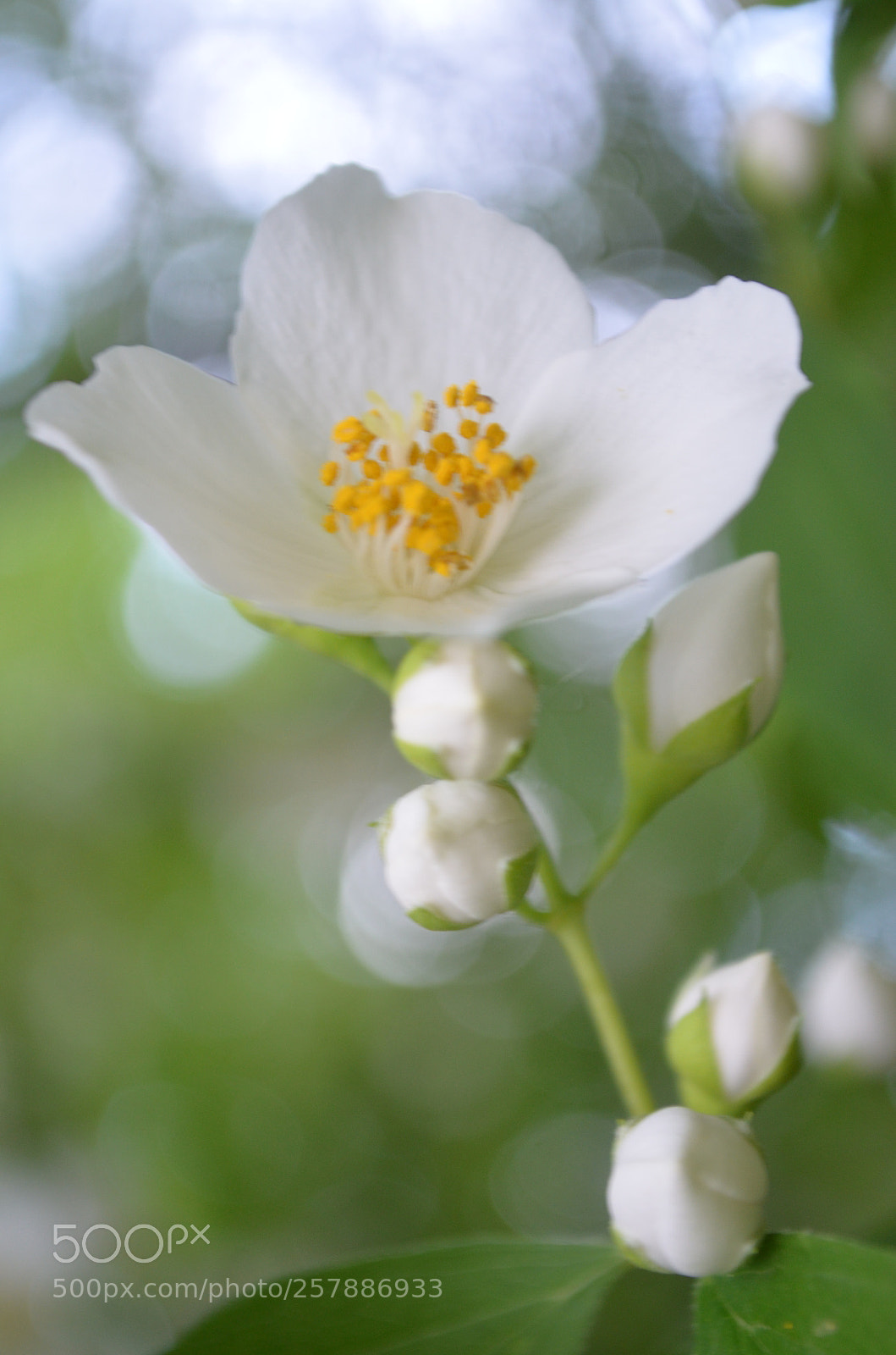 Nikon D5100 sample photo. Forgiveness photography
