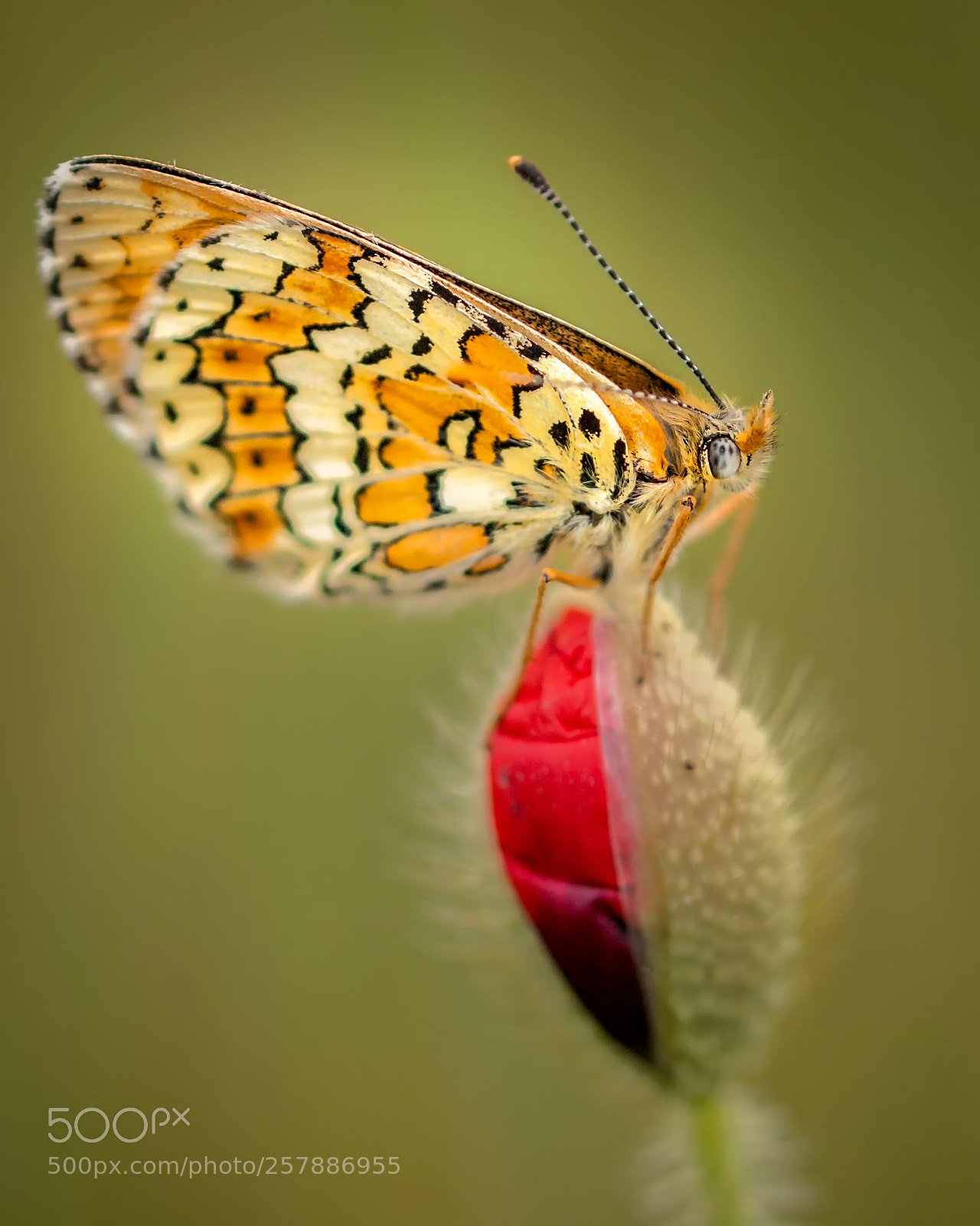Canon EOS 70D sample photo. Casual encounter photography