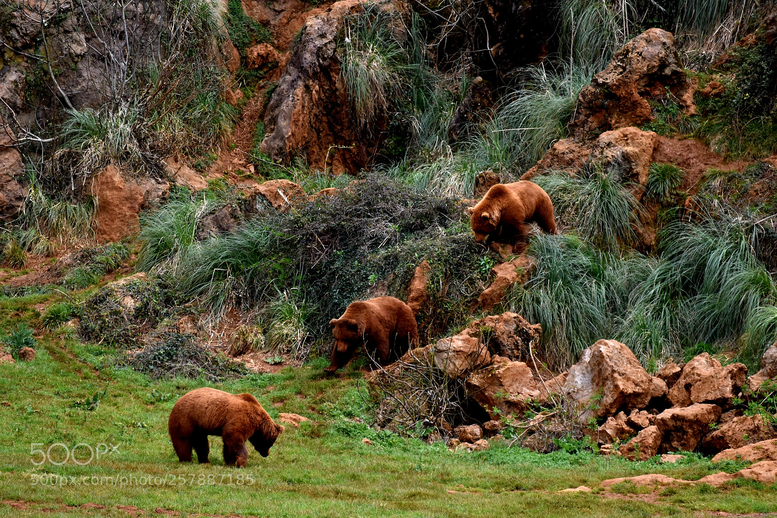 Nikon D5600 sample photo. Linear curve of bears photography