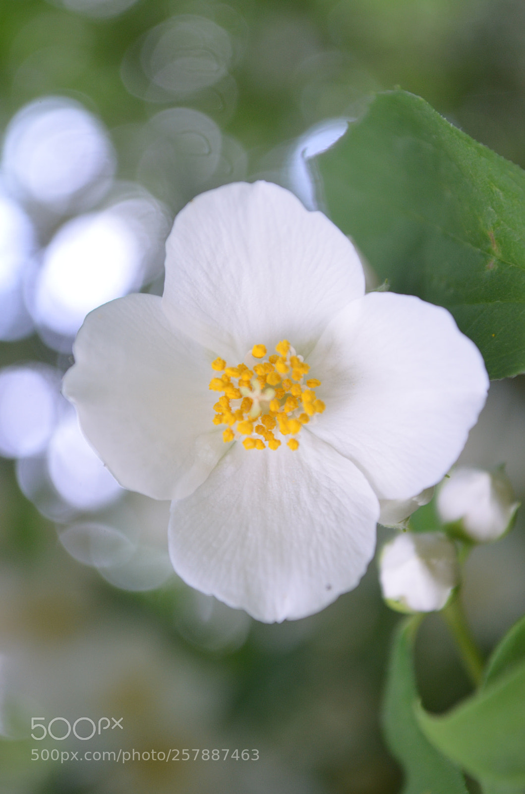 Nikon D5100 sample photo. Openness photography