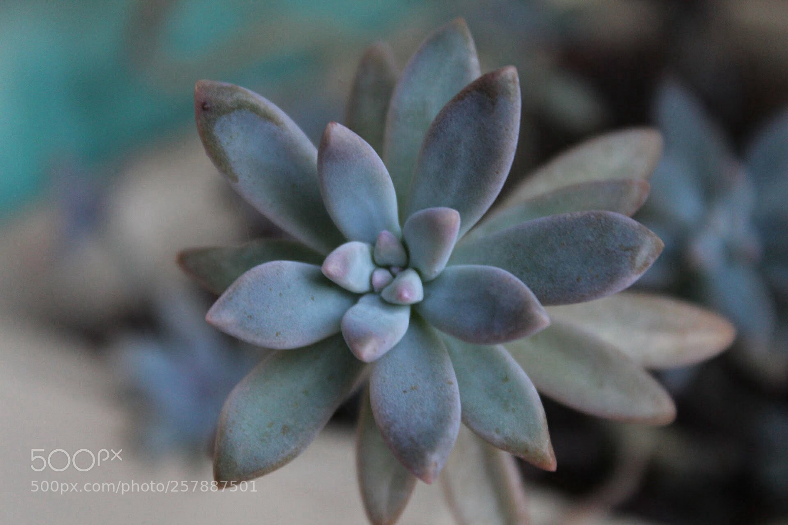 Canon EOS 1300D (EOS Rebel T6 / EOS Kiss X80) sample photo. Greys and blues photography
