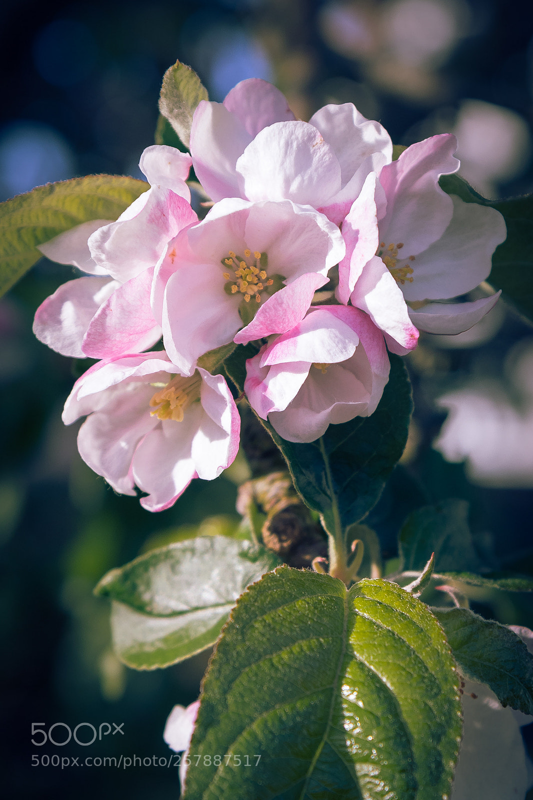 Canon EOS 80D sample photo. Apple blossom photography